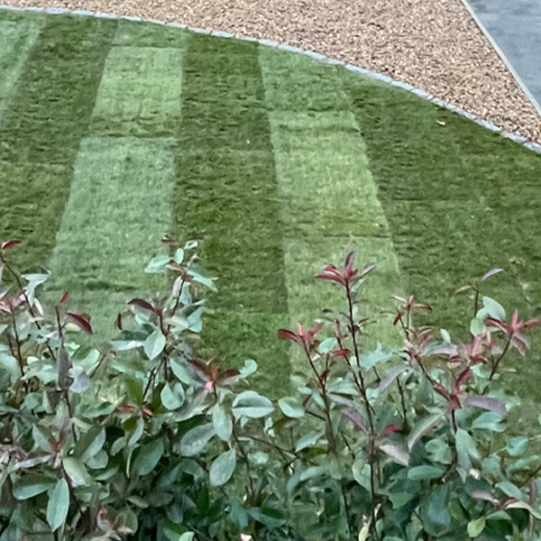 Image shows newly laid turf alongside gravel. Image depicts new lawn Hertfordshire