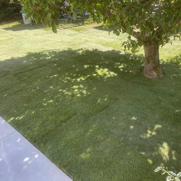 Image shows newly laid turn around a tree. Image depicts lawn car enear me